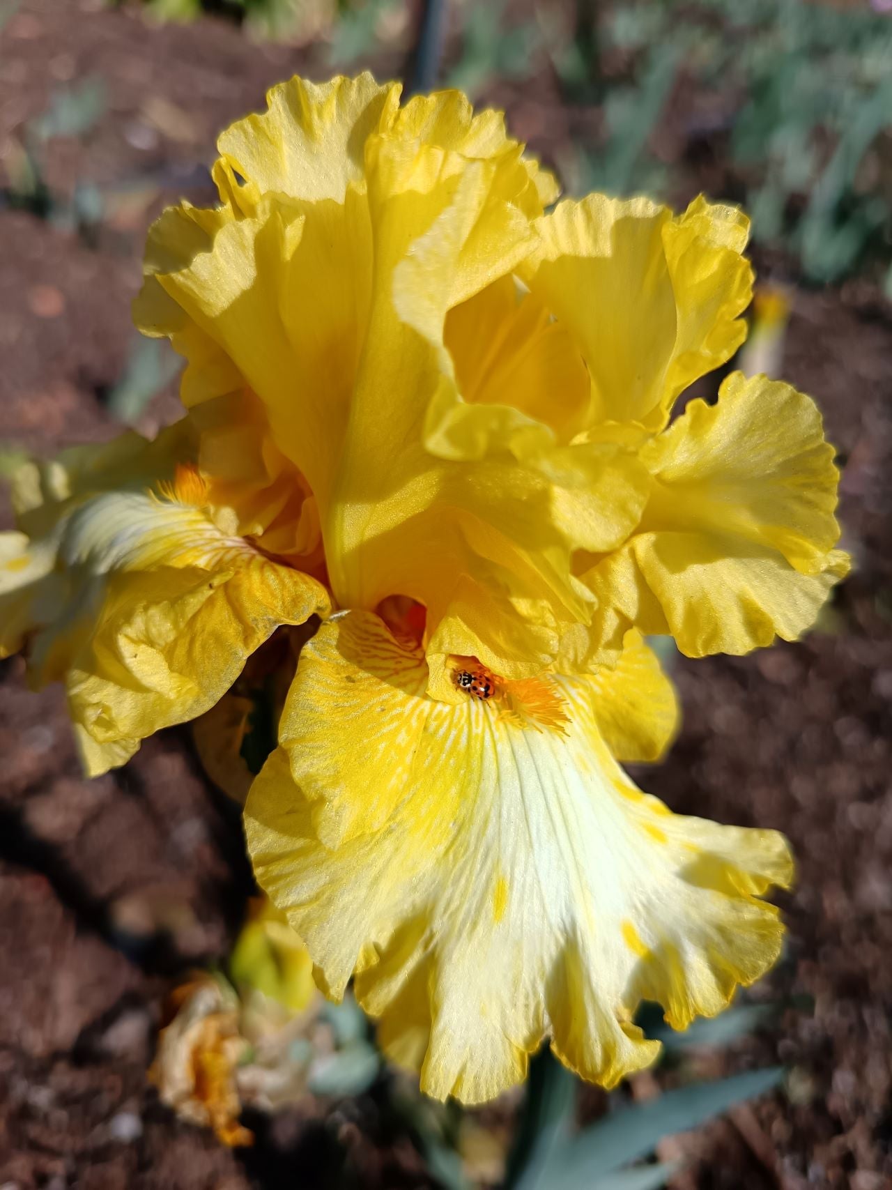 Trumpet Call Bearded Iris