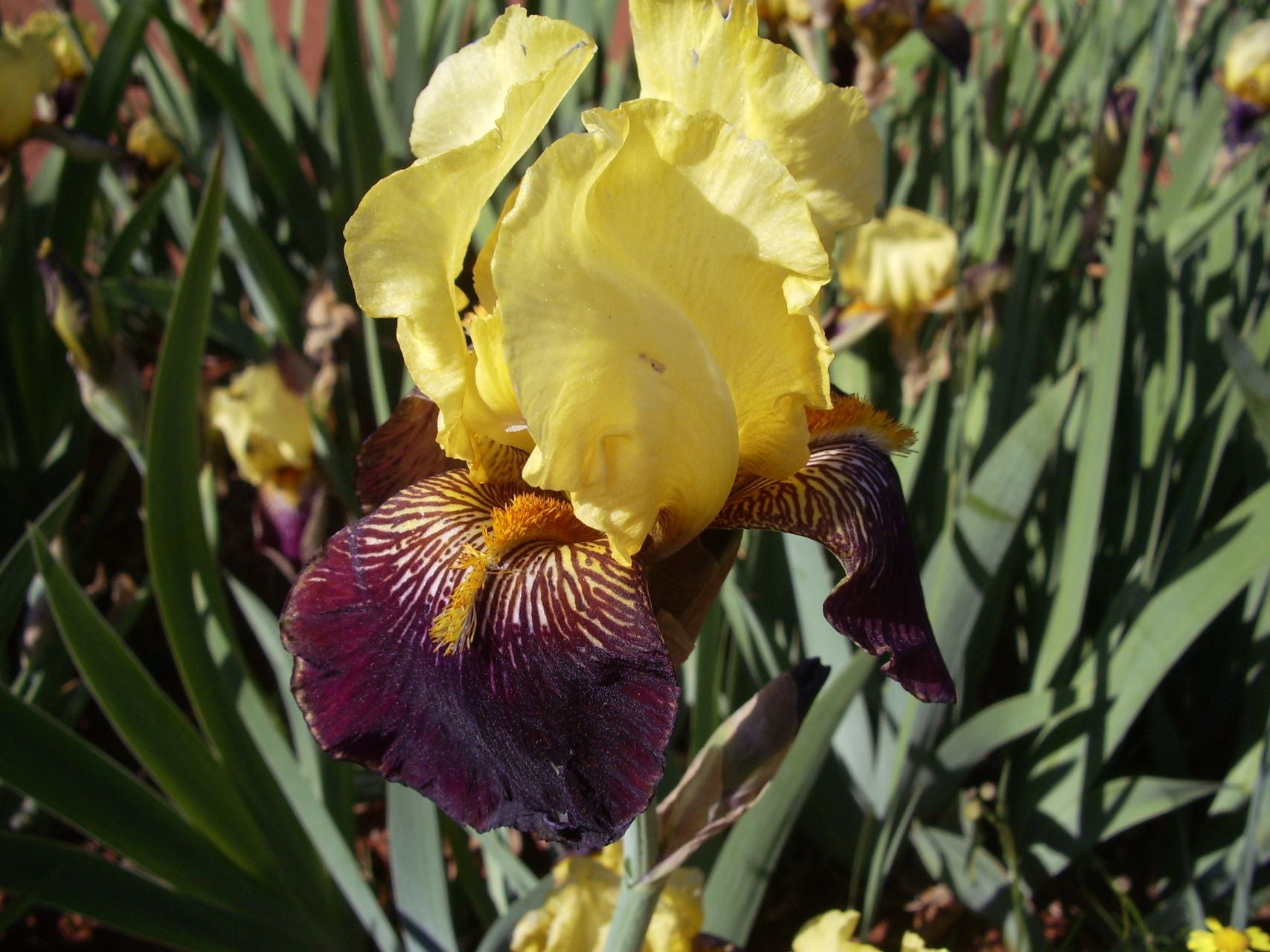 African Sun* Bearded Iris