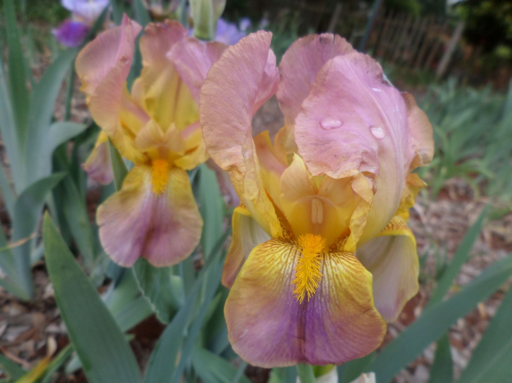 Easter Bonnet Bearded Iris