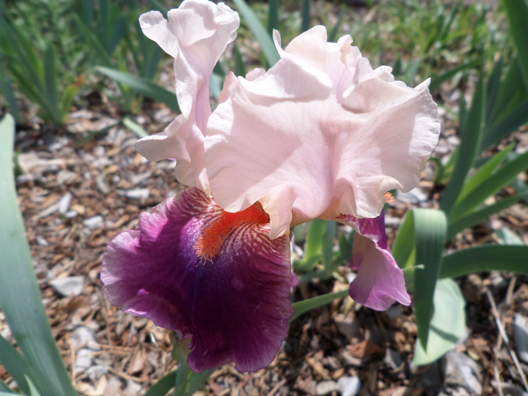 Armageddon Bearded Iris