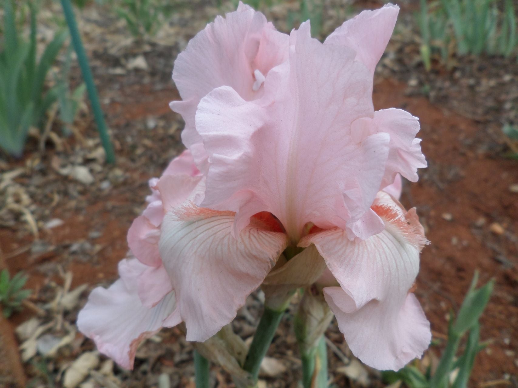 Beverly Sills Bearded Iris