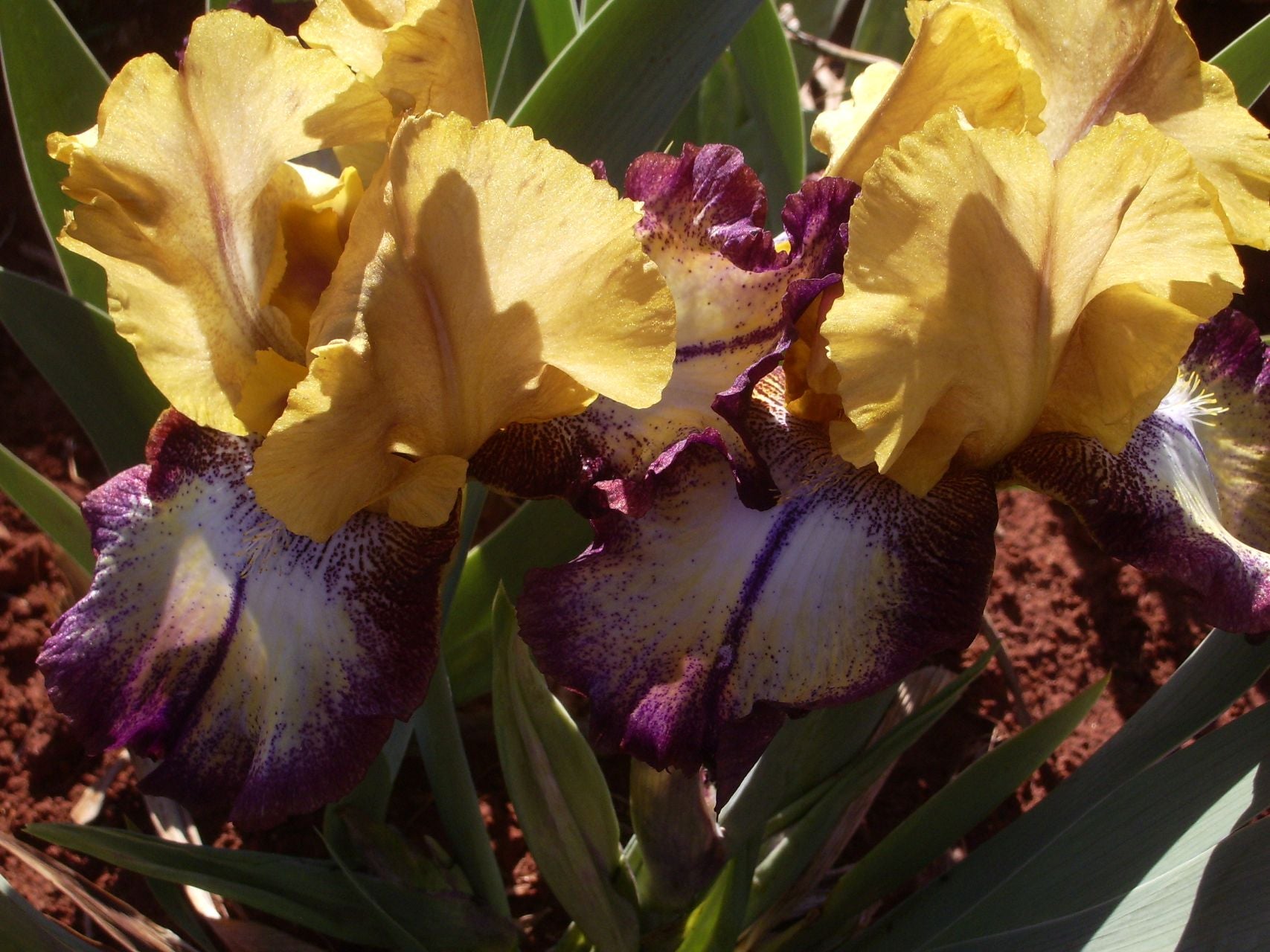 Carnival Magic Bearded Iris