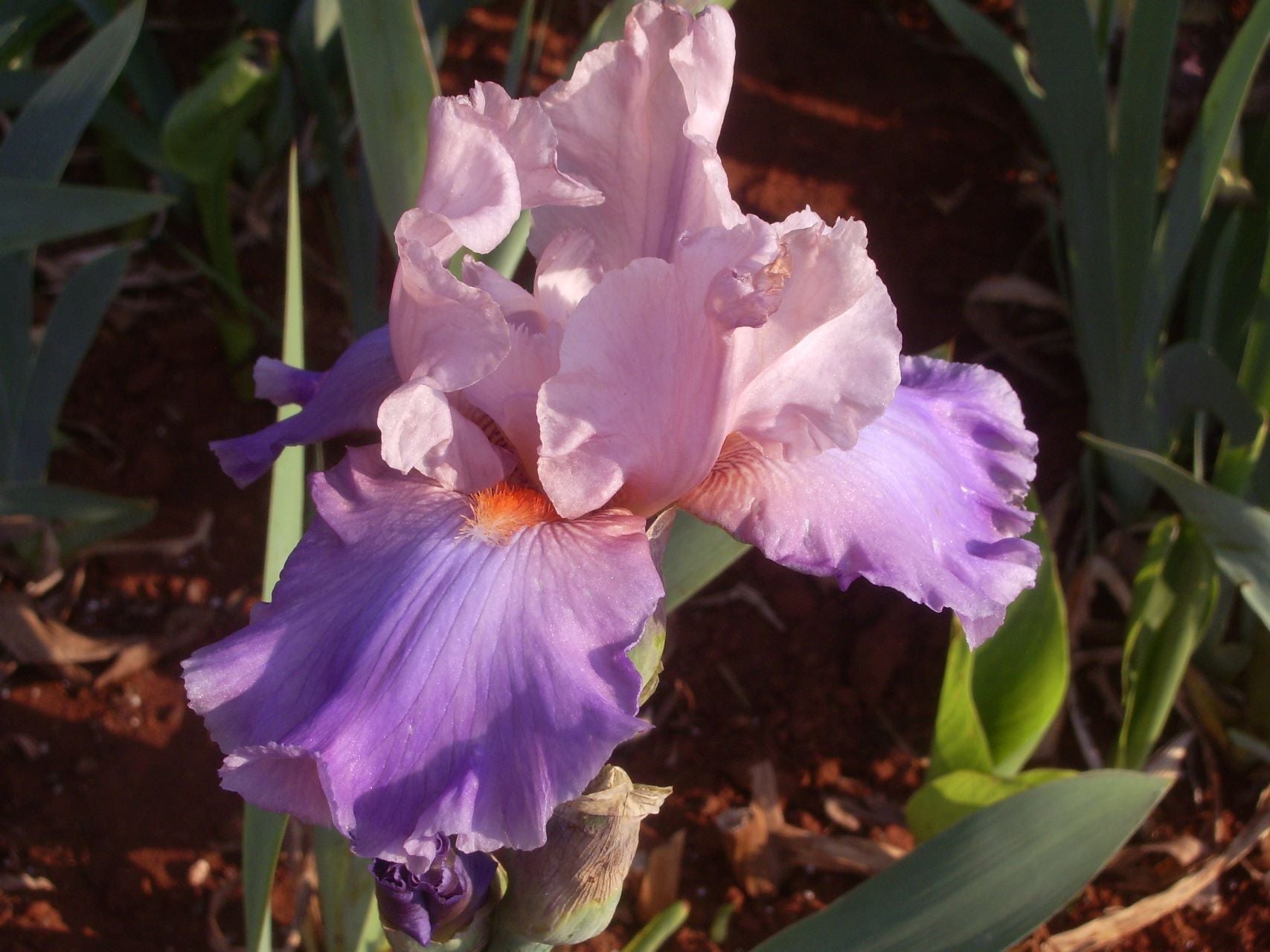 Celebration Song Bearded Iris