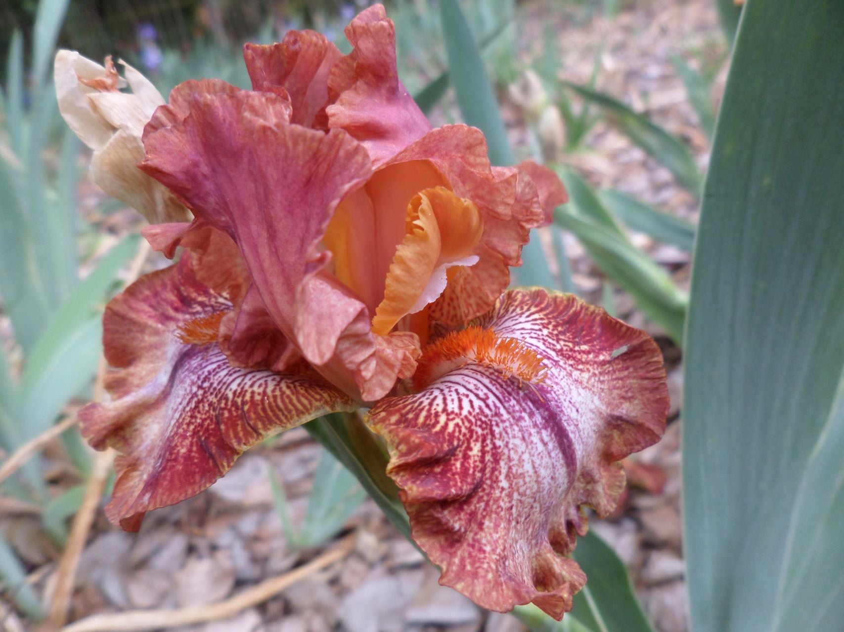 Chickasaw Sue Bearded Iris