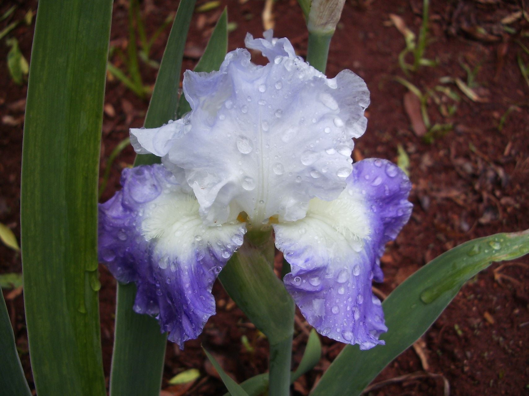 Clarence Bearded Iris