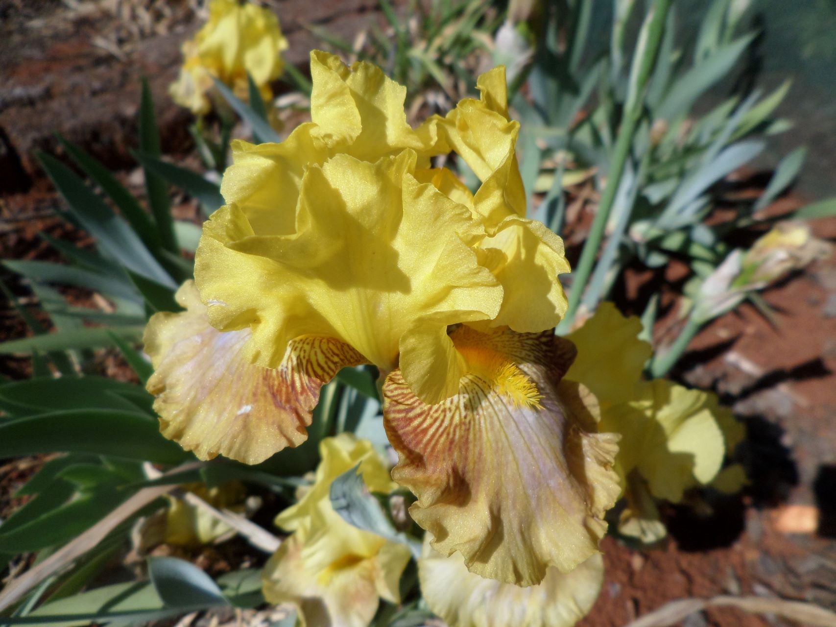 Crème Brûlée Bearded Iris