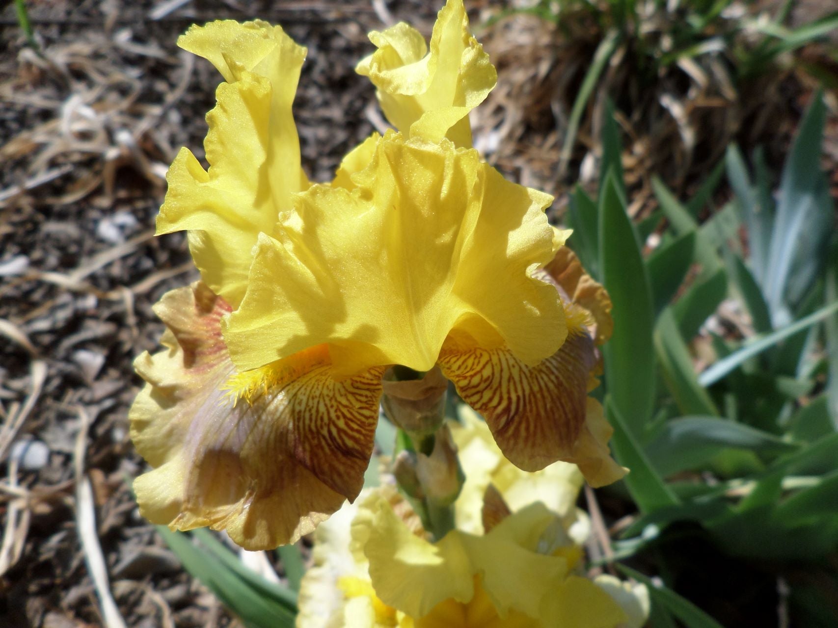 Crème Brûlée Bearded Iris