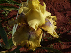 Desert Echo Bearded Iris