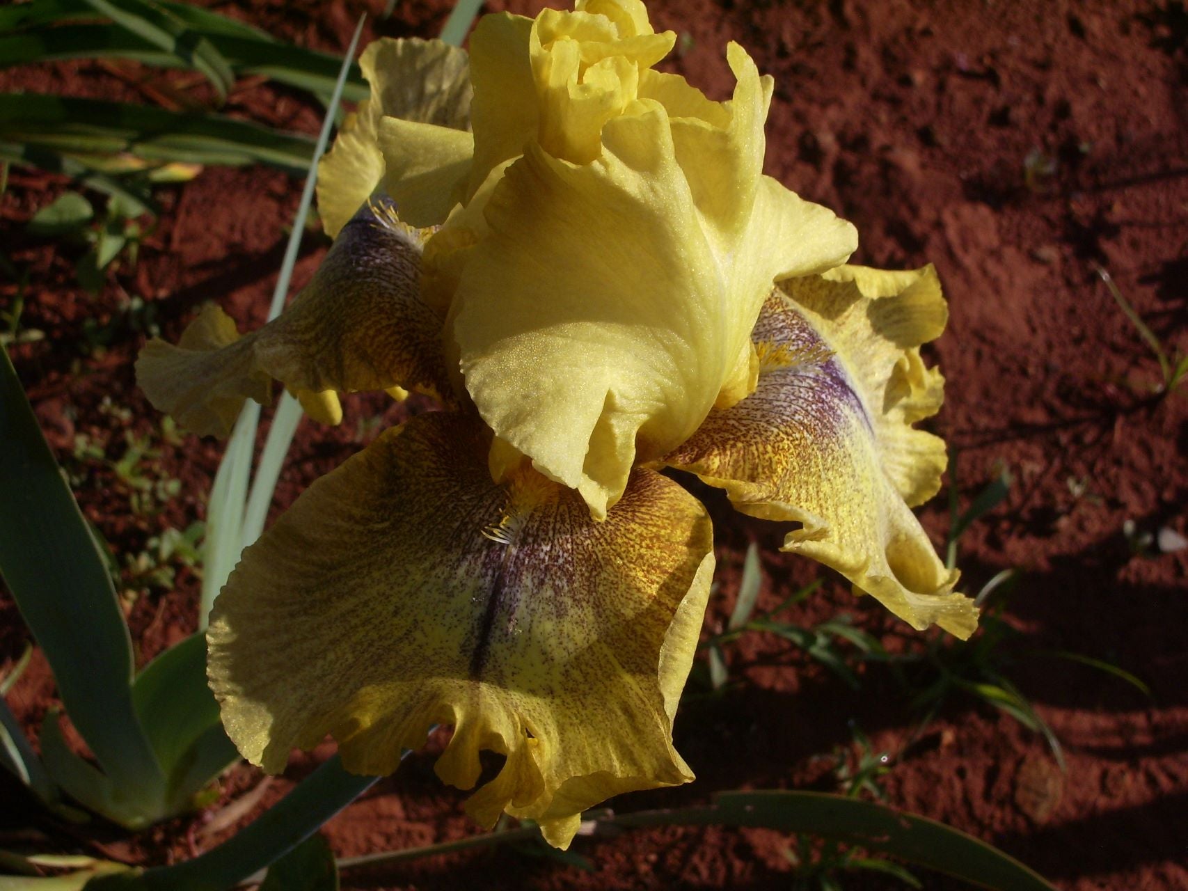 Desert Echo Bearded Iris