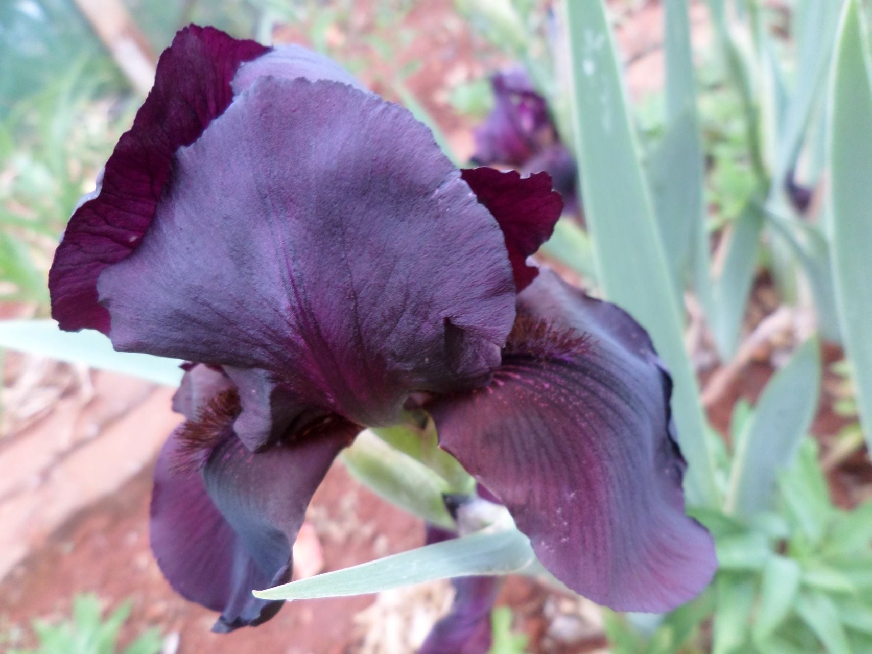 Edenite Bearded Iris
