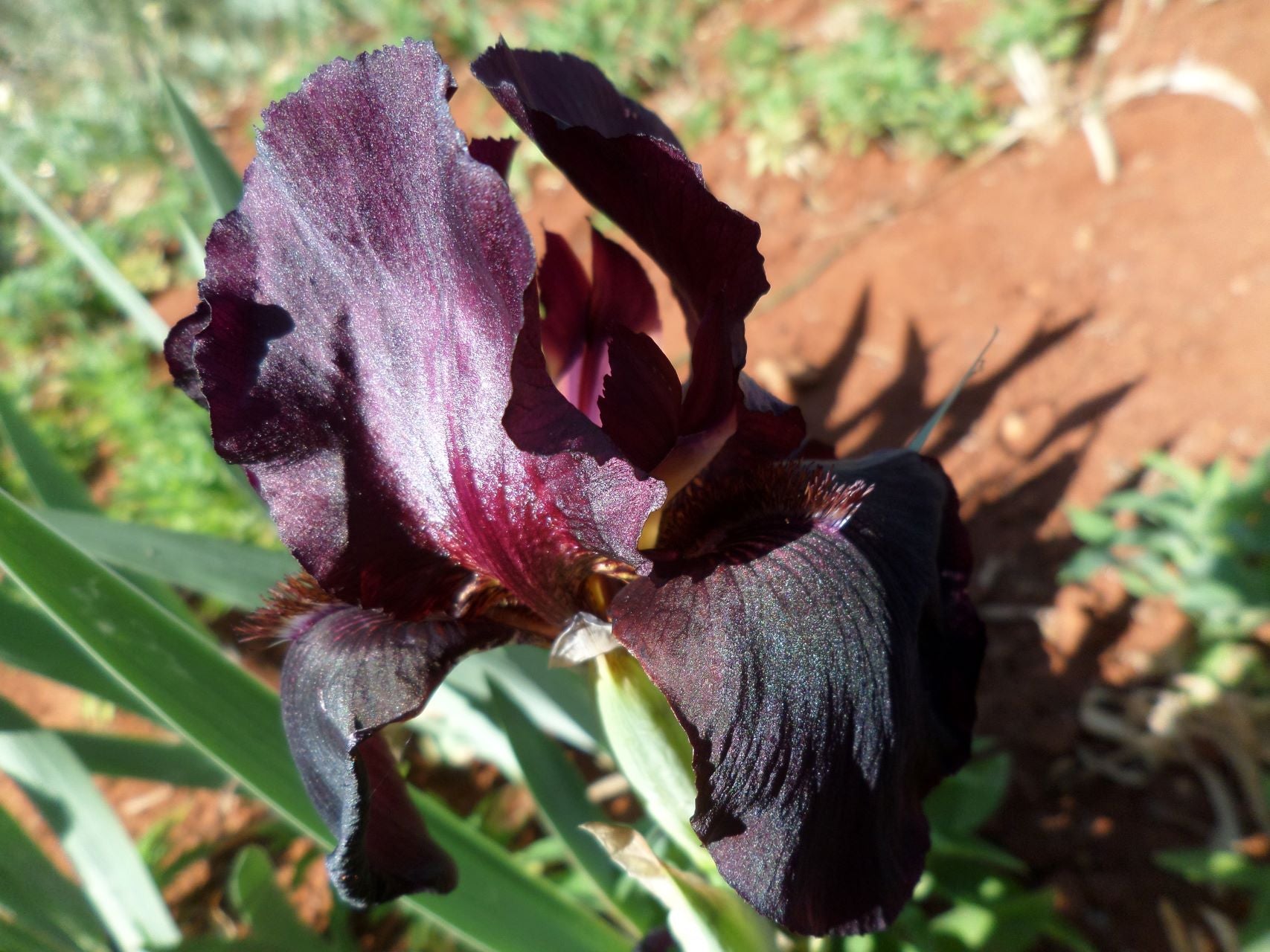 Edenite Bearded Iris
