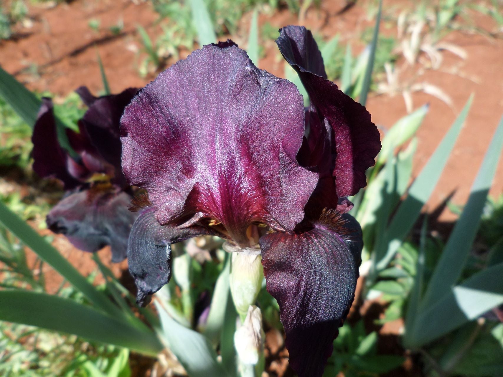 Edenite Bearded Iris