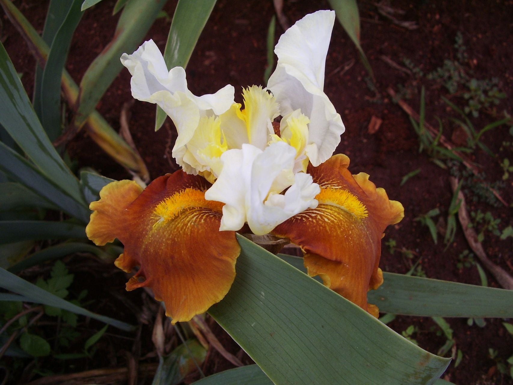 Fall Fiesta Bearded Iris