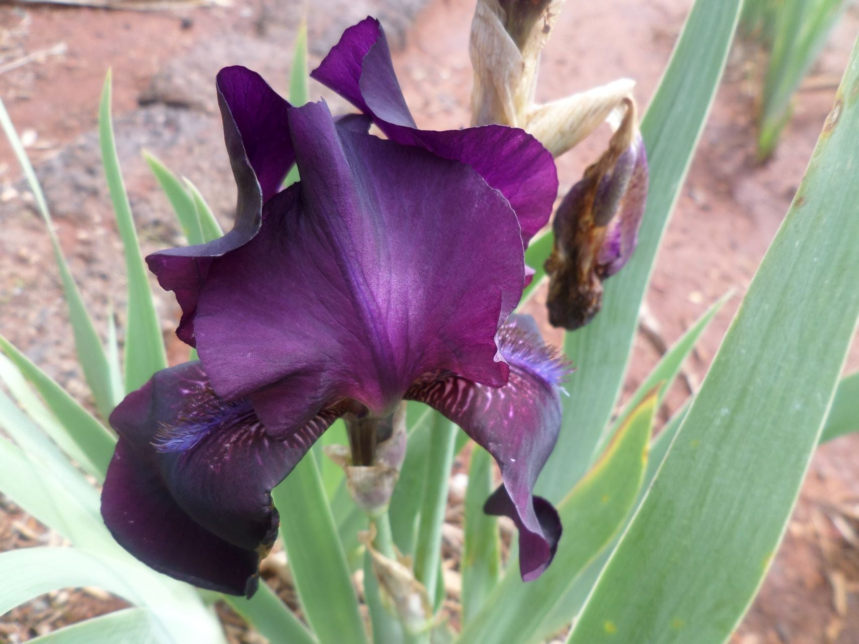 Grape Velvet* Bearded Iris