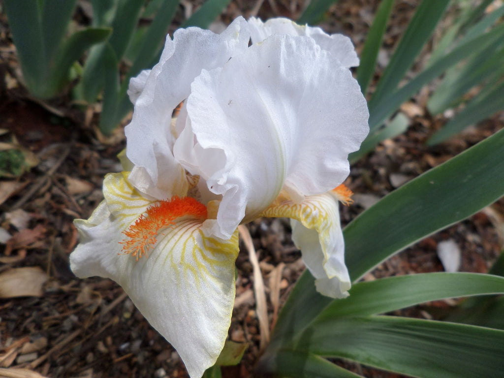 Halloween Halo Bearded Iris