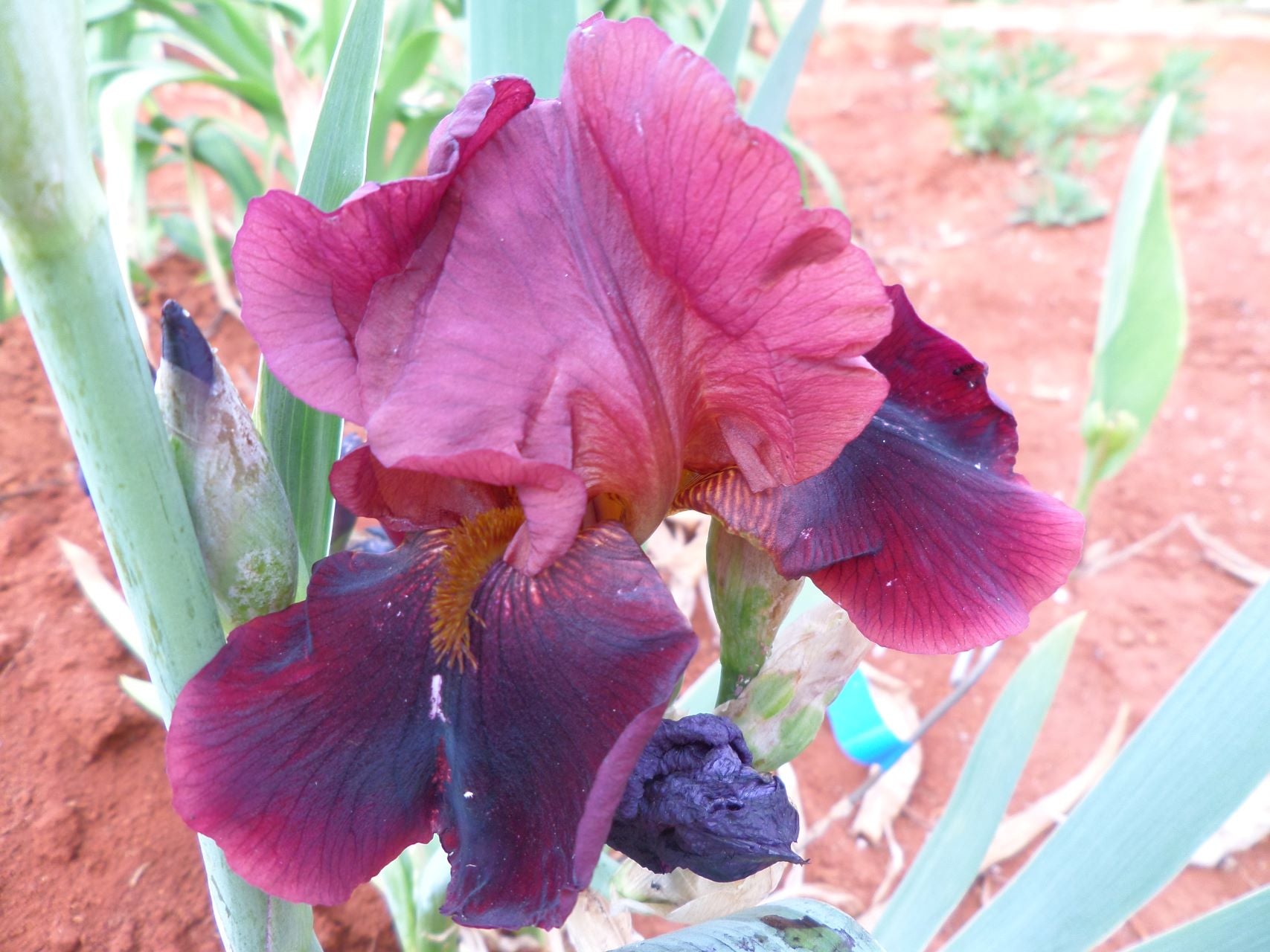 Hell's Fire Bearded Iris