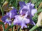 High Road Blues* Bearded Iris