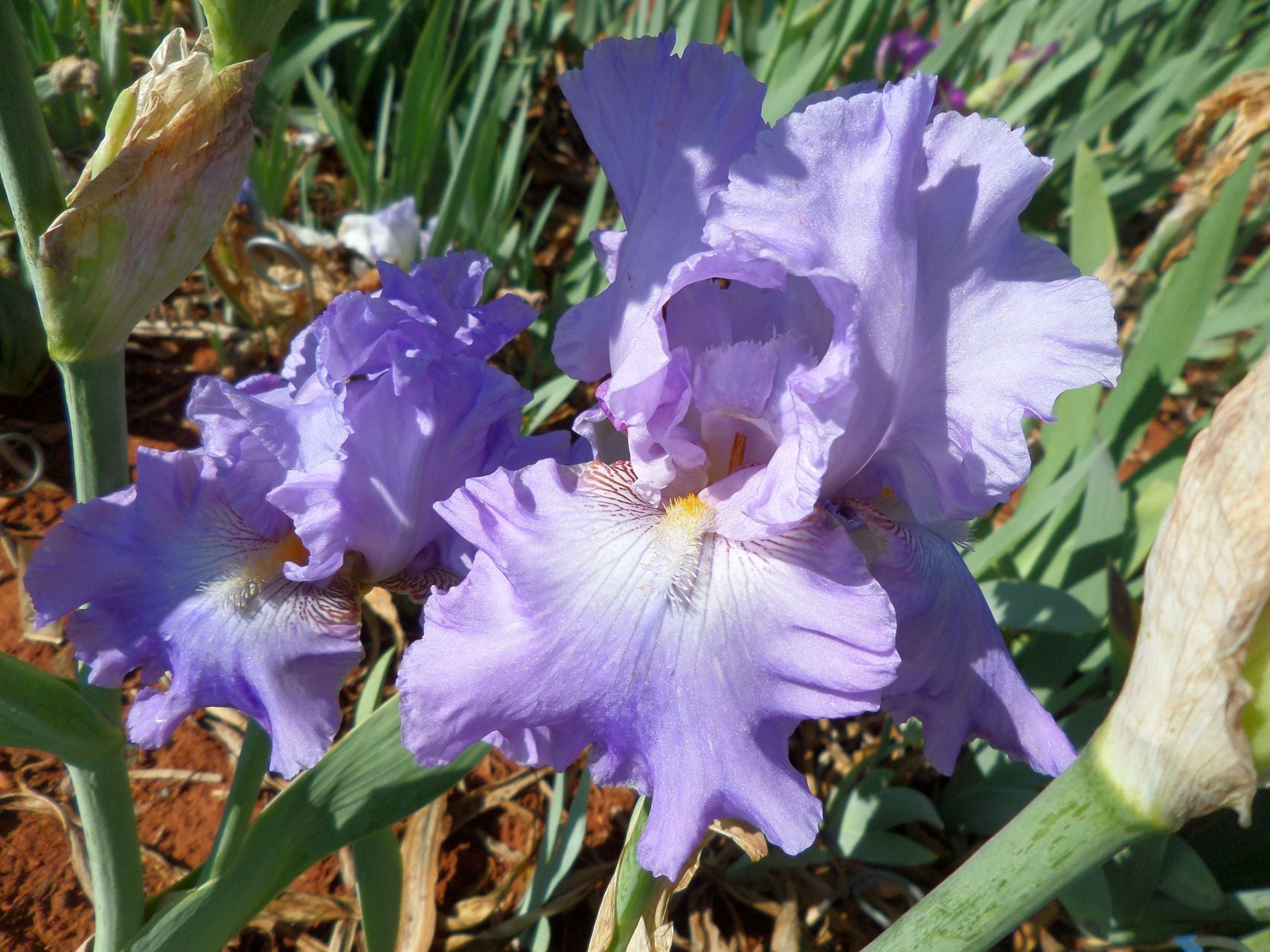 High Road Blues* Bearded Iris