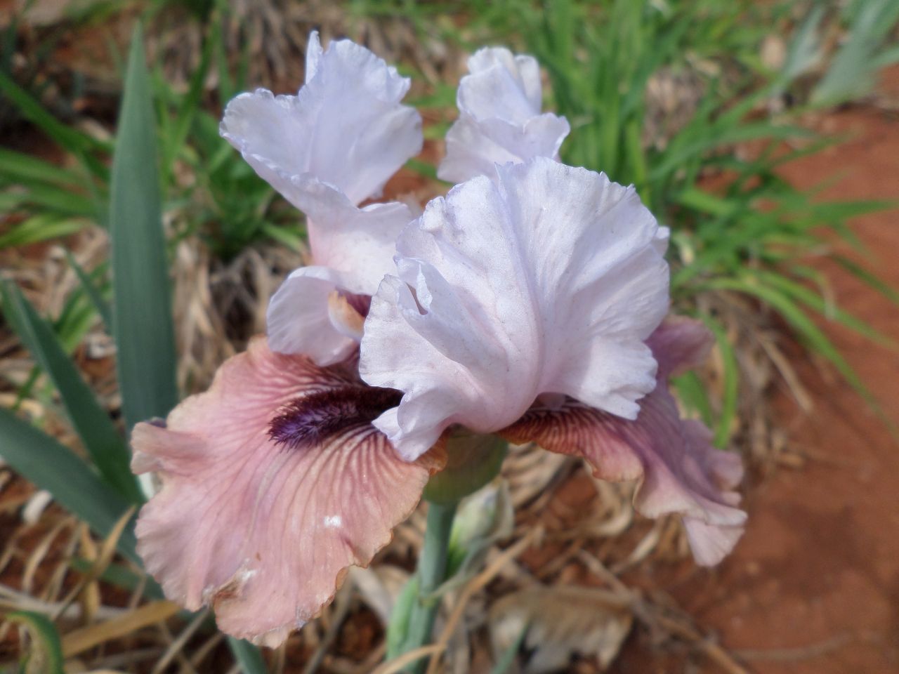 Imprimis Bearded Iris
