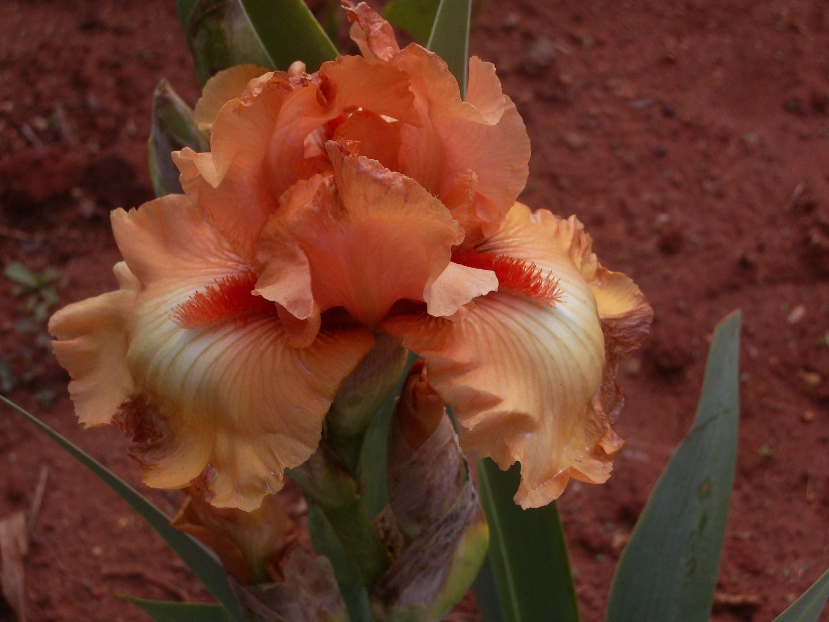 Island Sunset Bearded Iris