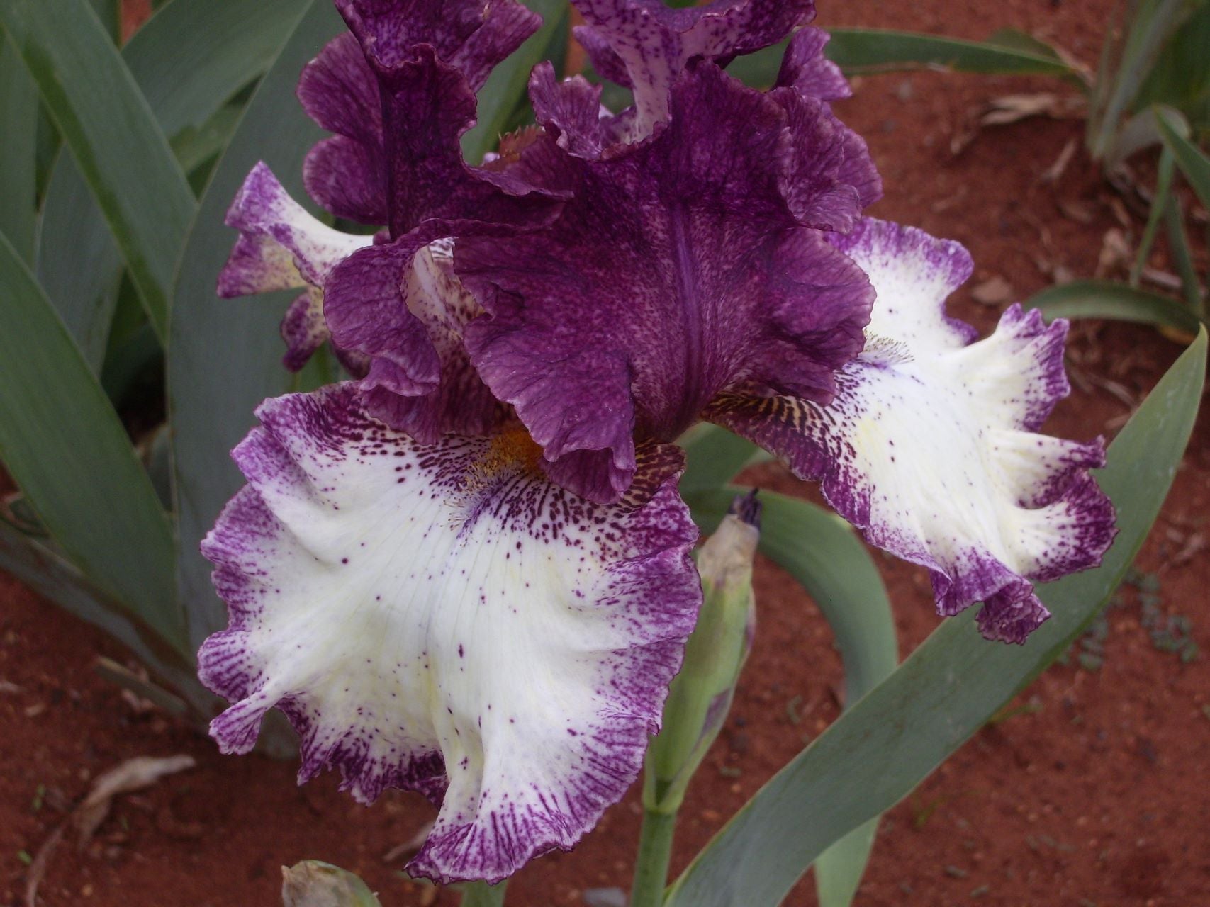 Jumping Bearded Iris