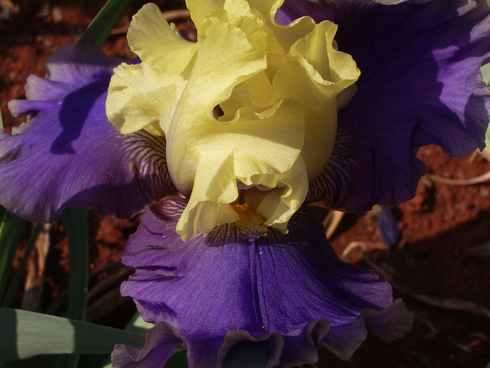 Jurassic Park Bearded Iris