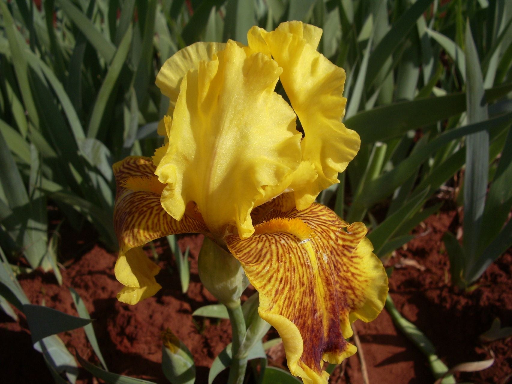 Kruger Rand Bearded Iris