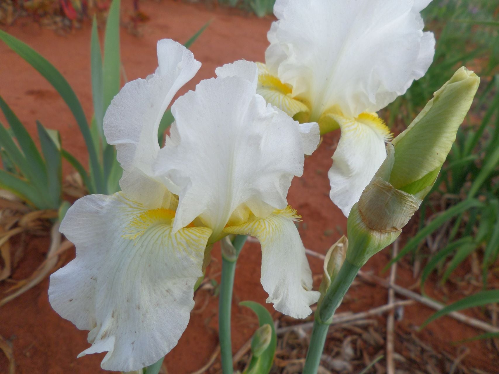 Lovely Lois Bearded Iris