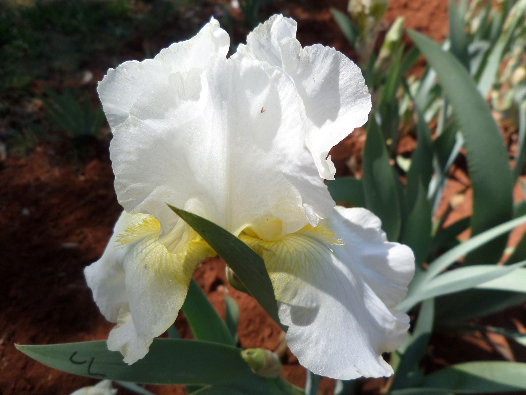 Lovely Lois Bearded Iris