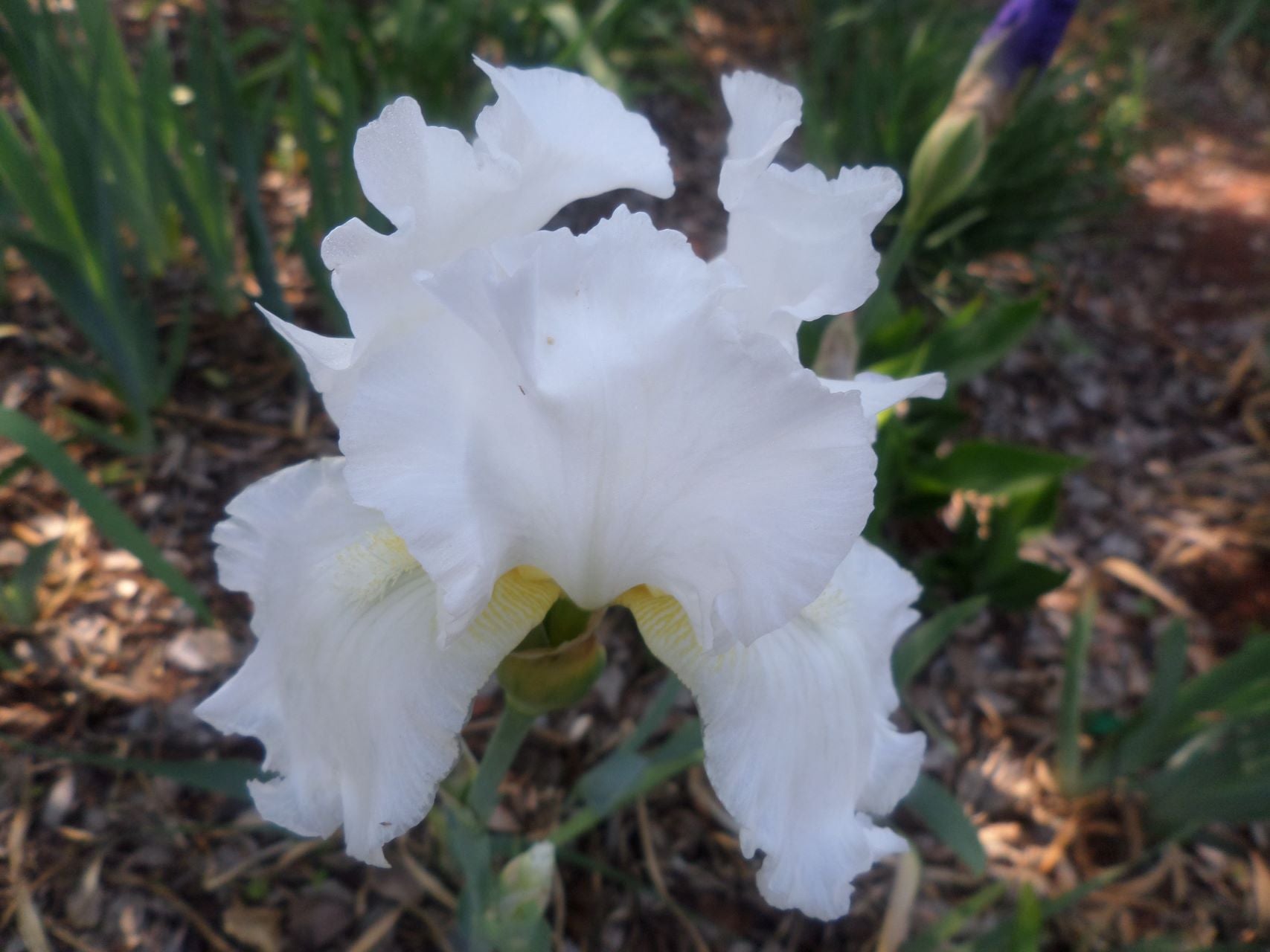 Madeira Belle Bearded Iris