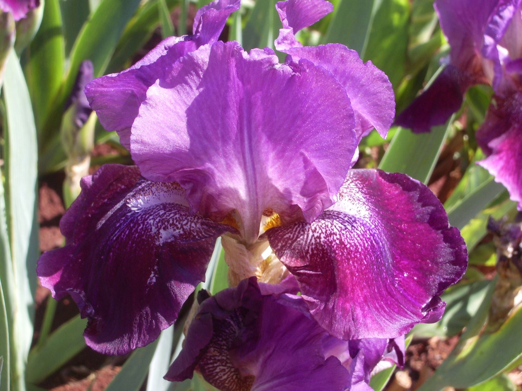 Madiba Magic* Bearded Iris