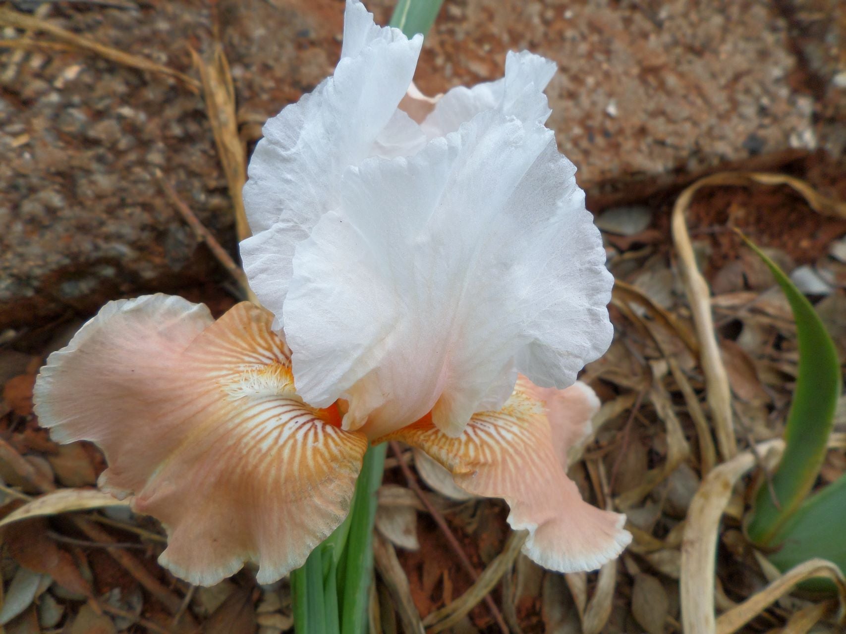 Margharee Bearded Iris