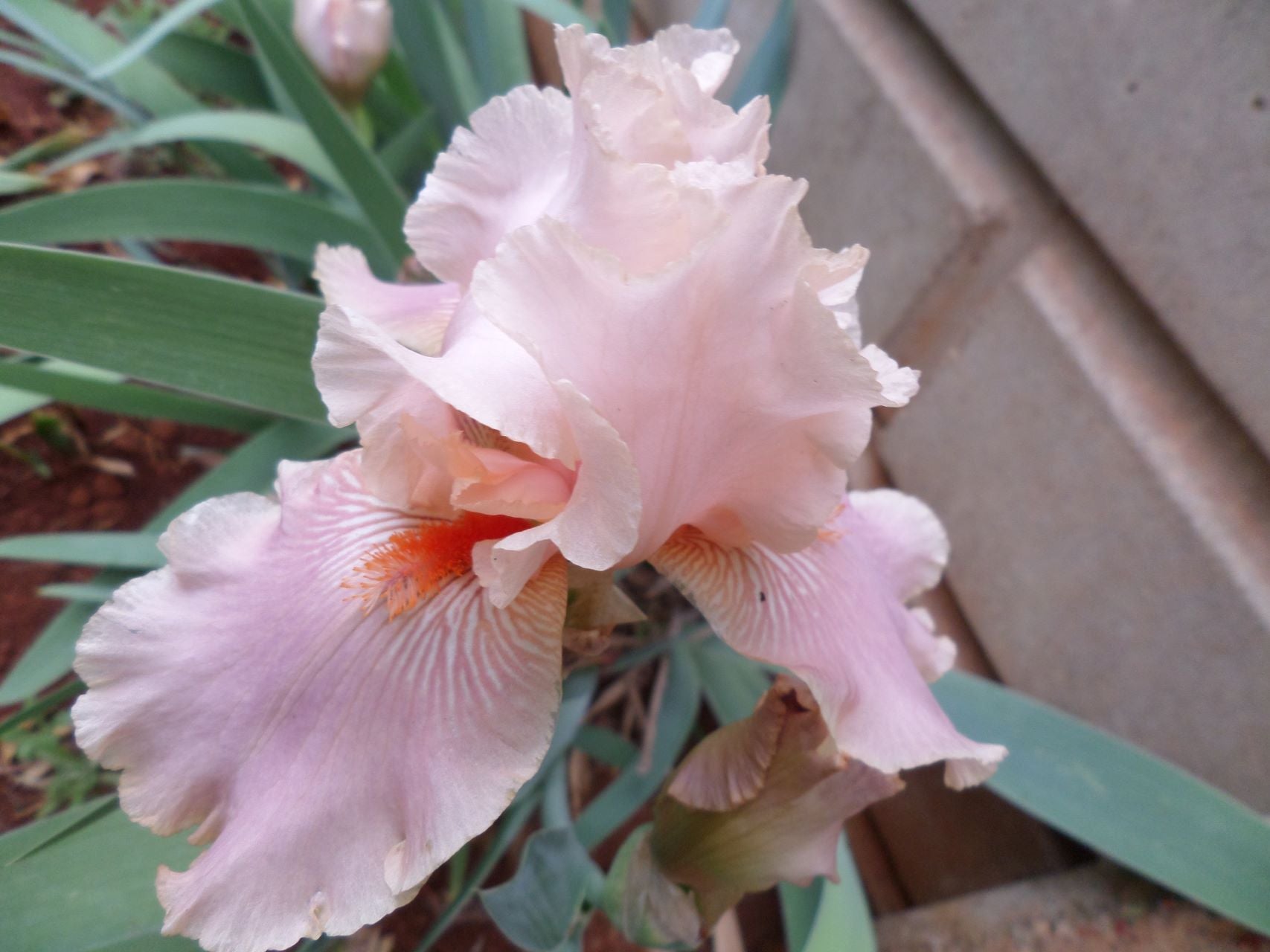 Marshmallow Smoothie* Bearded Iris