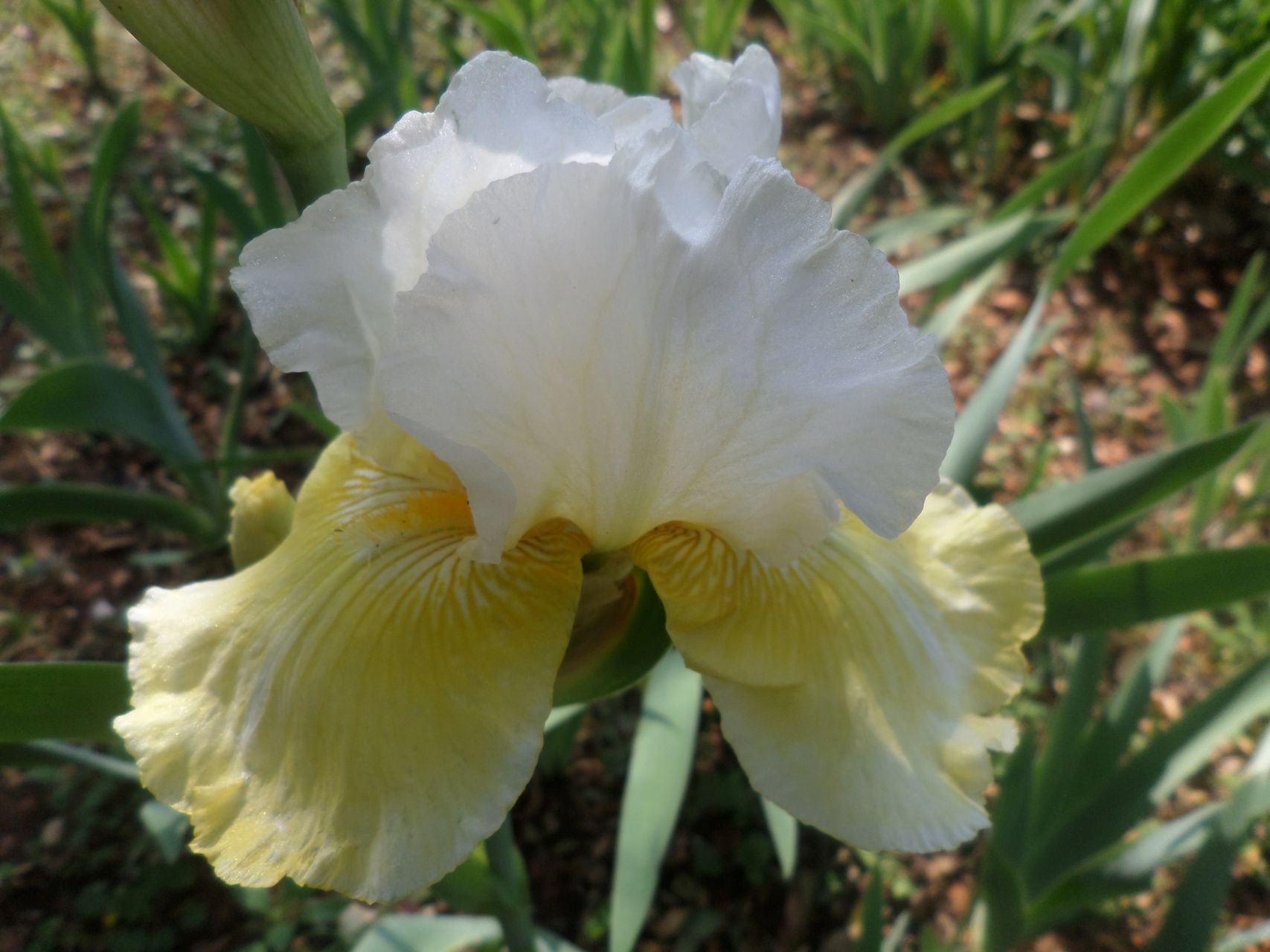 Melted Butter Bearded Iris