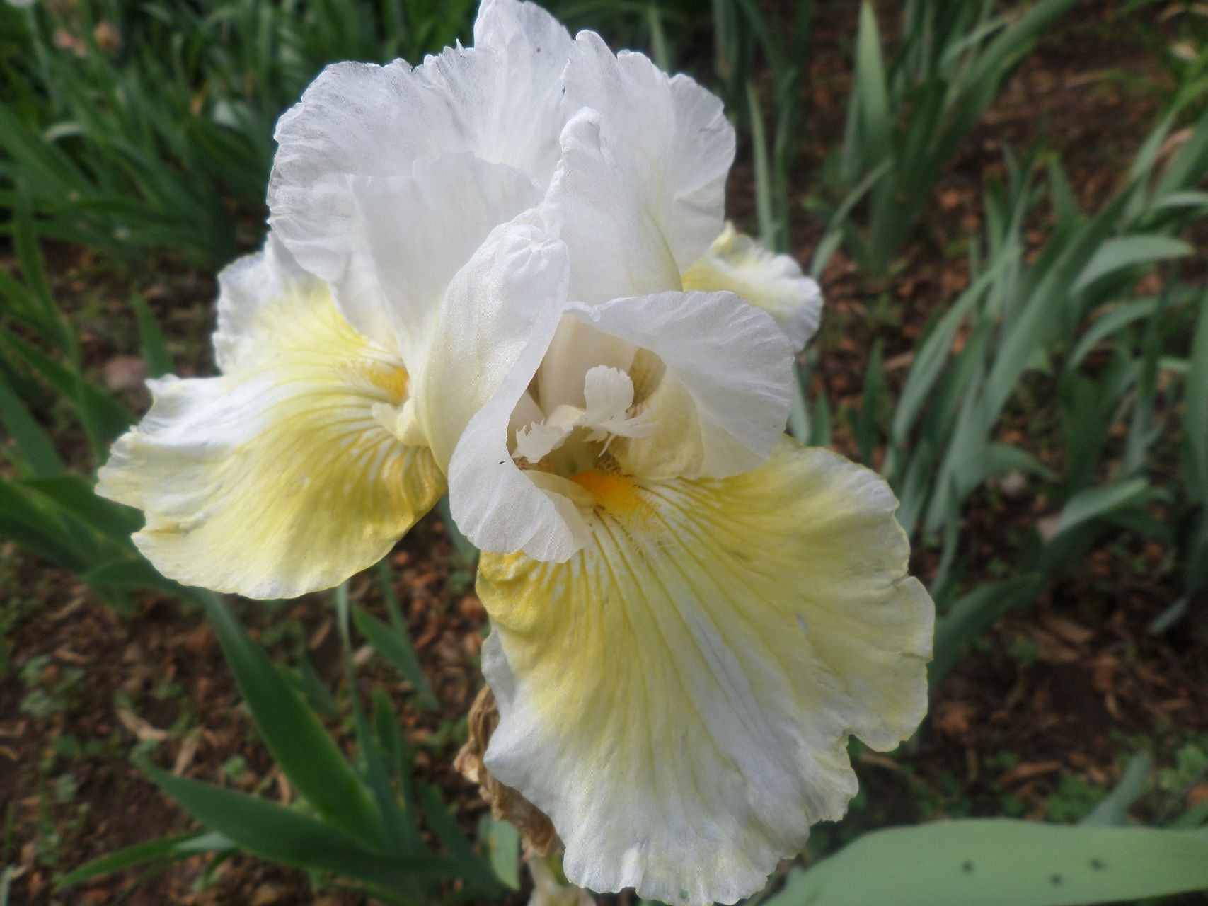 Melted Butter Bearded Iris