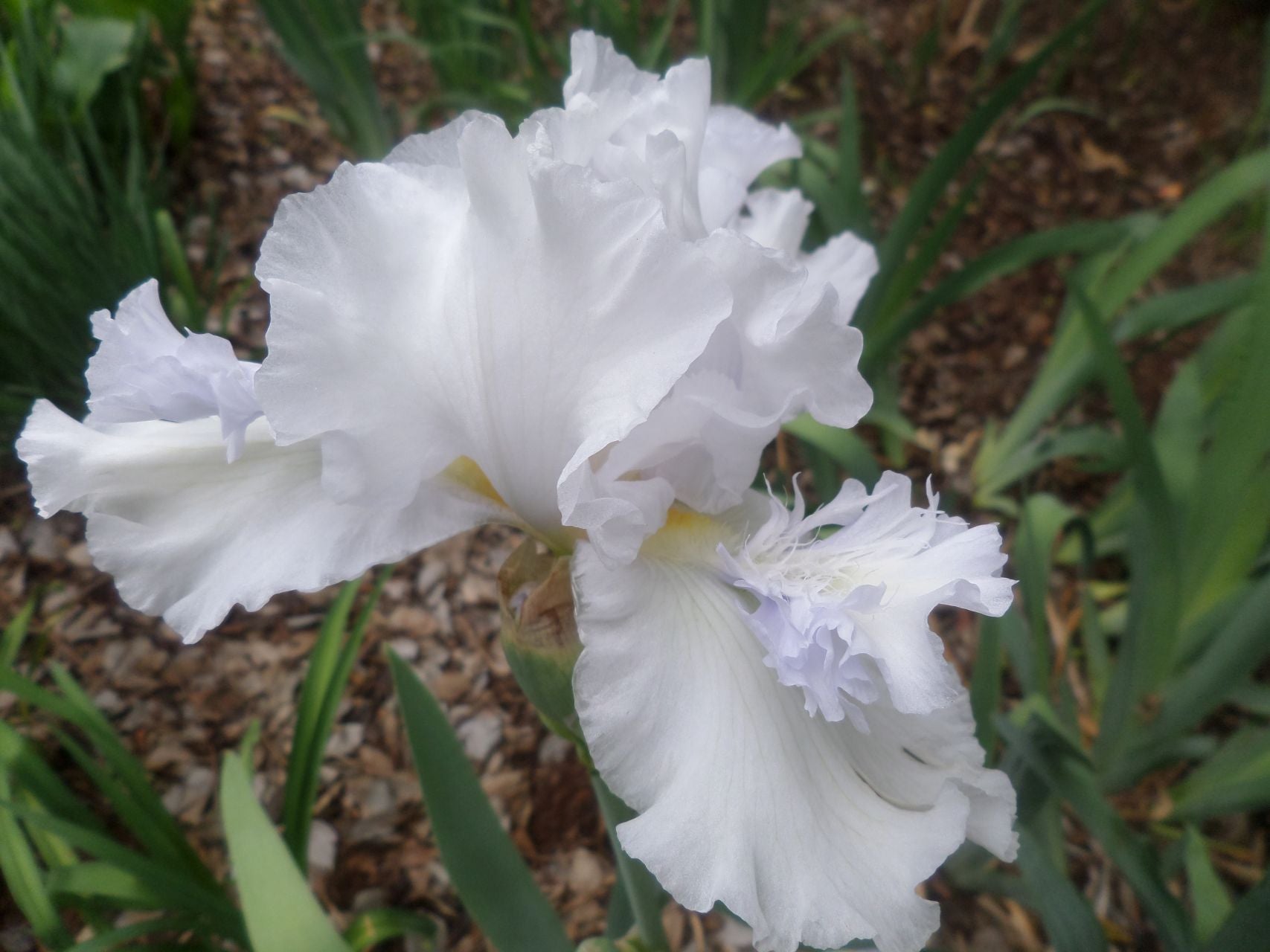 Mesmerizer Bearded Iris