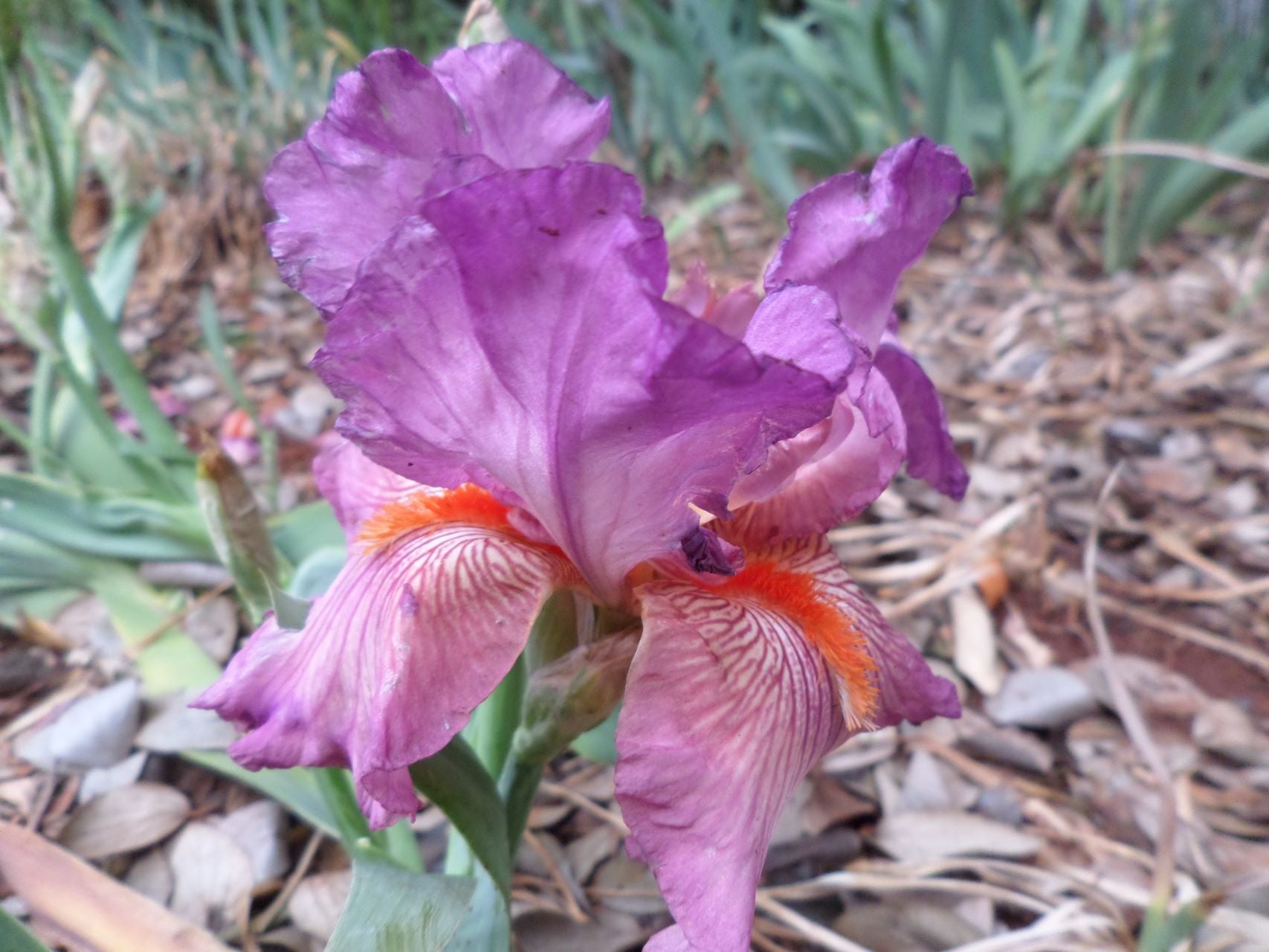 Nigerian Berry* Bearded Iris