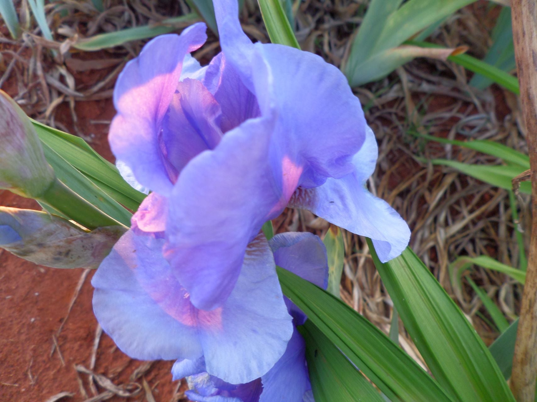 On Line Bearded Iris