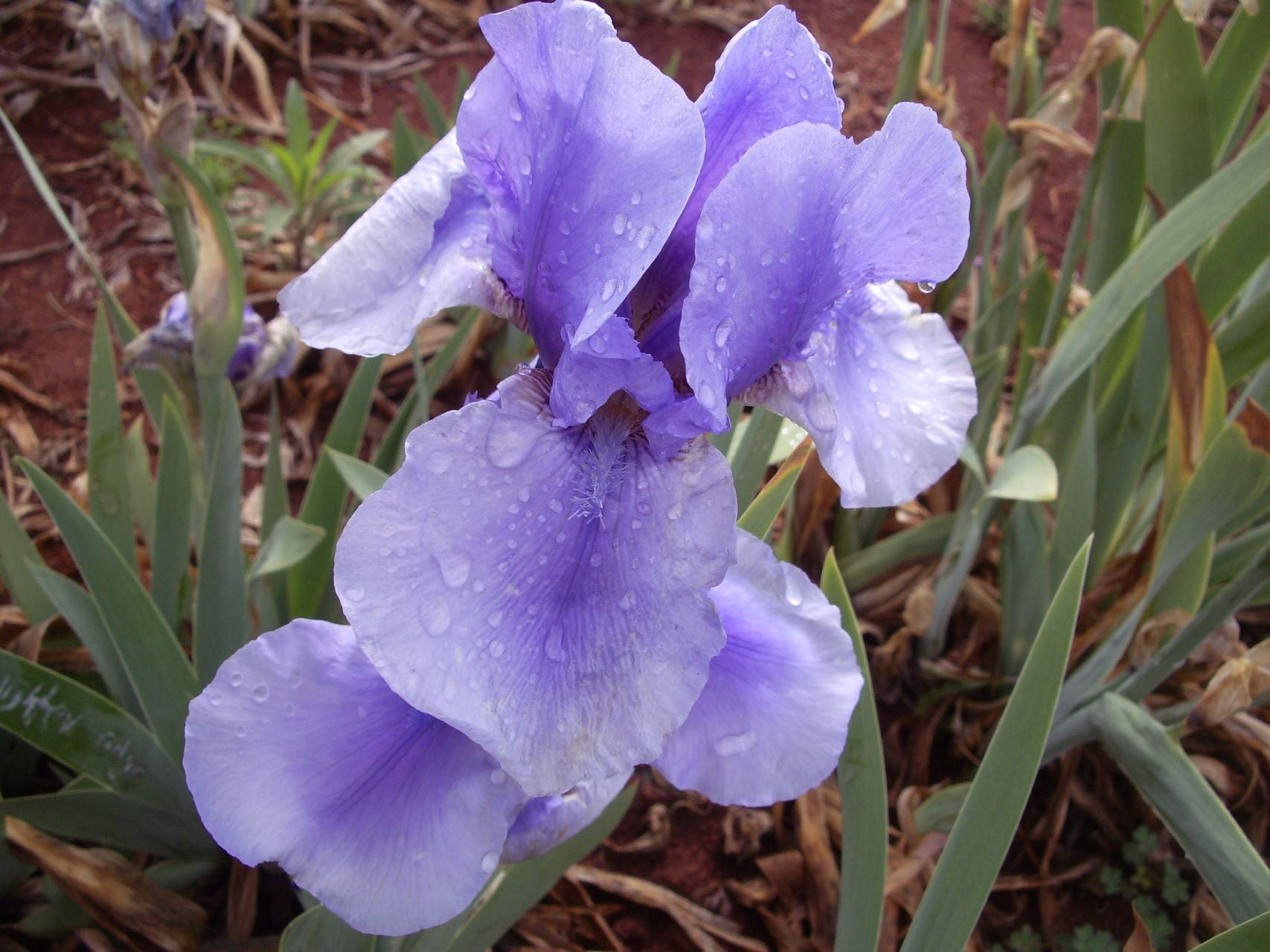On Line Bearded Iris