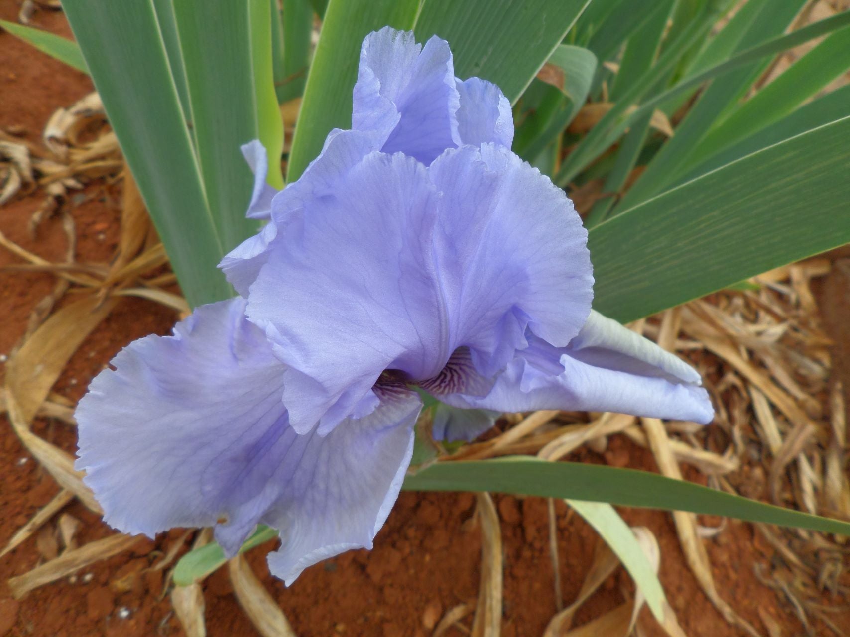 On Line Bearded Iris