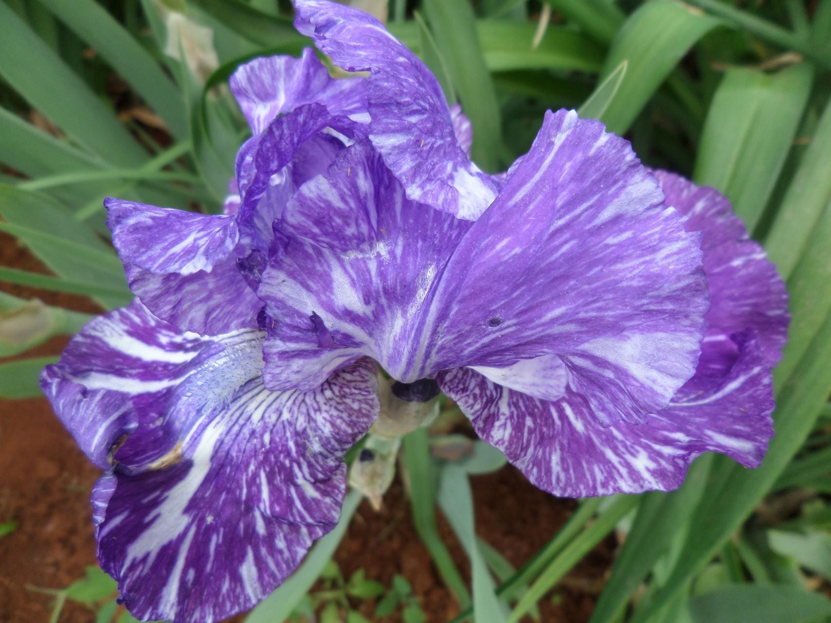 Out Of Control Bearded Iris