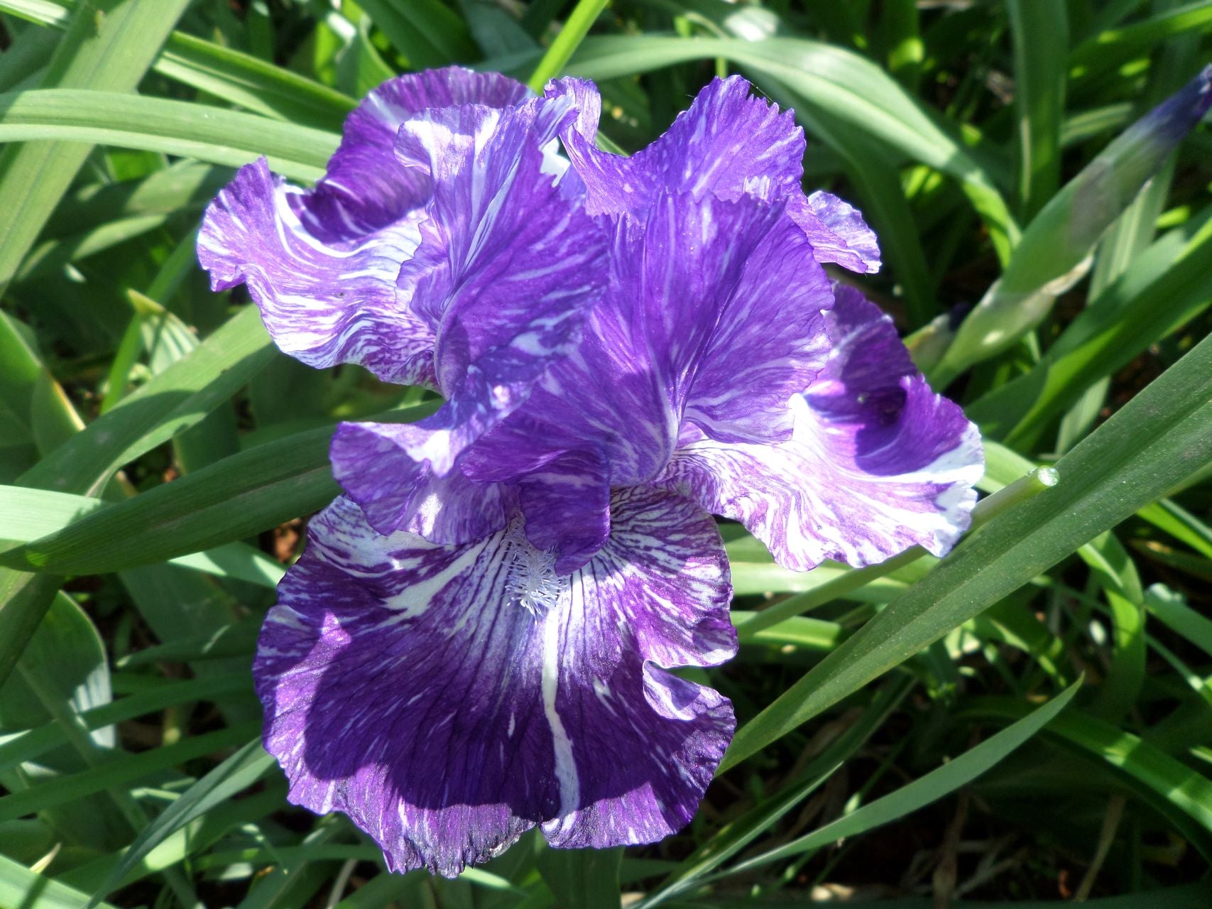 Out Of Control Bearded Iris