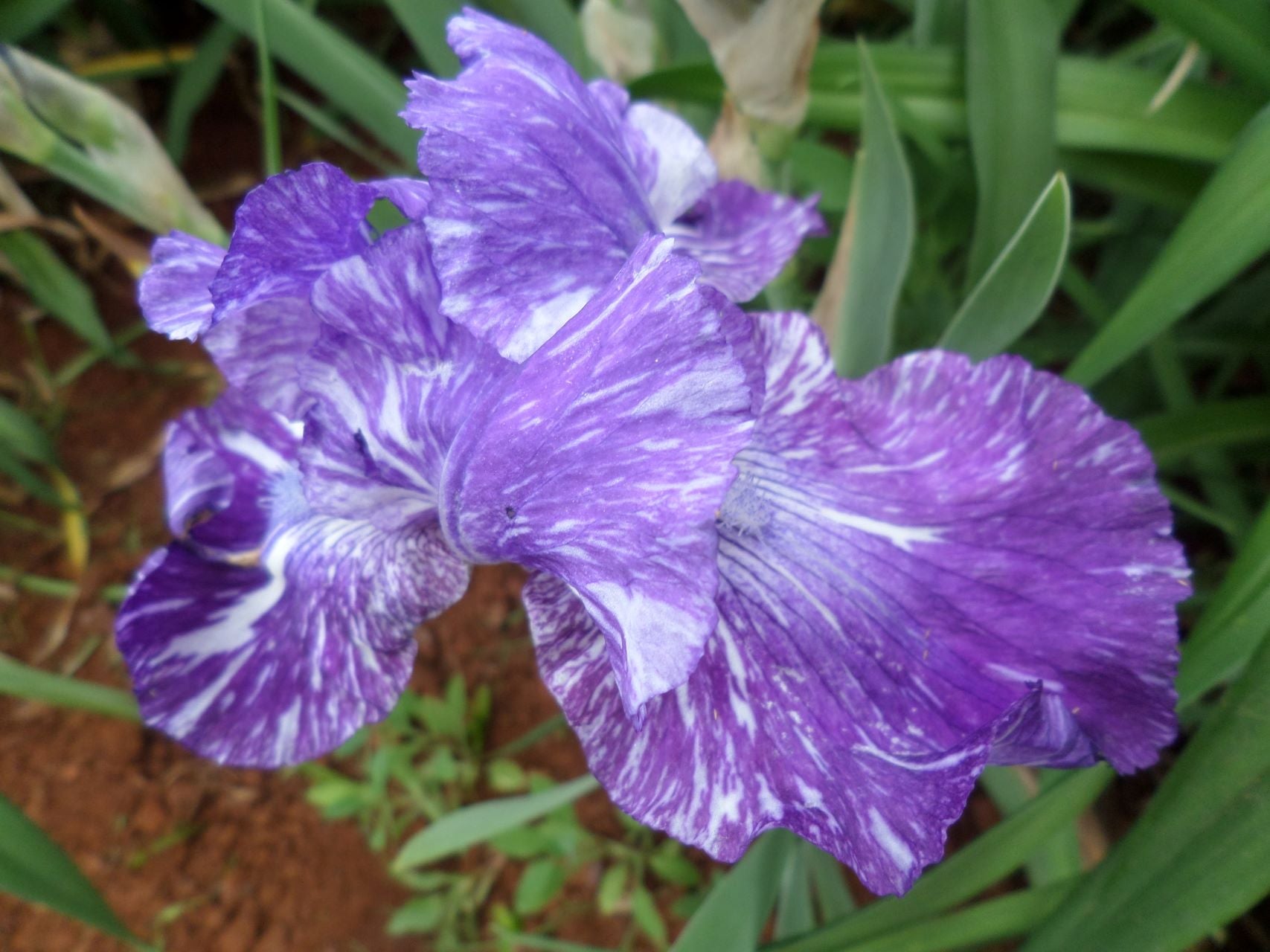 Out Of Control Bearded Iris
