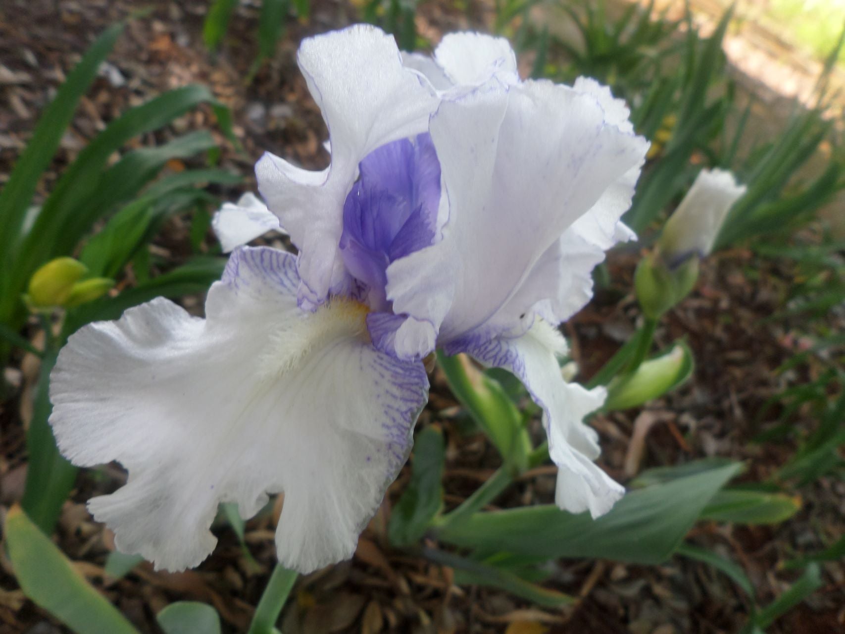 Peek A Blue Bearded Iris
