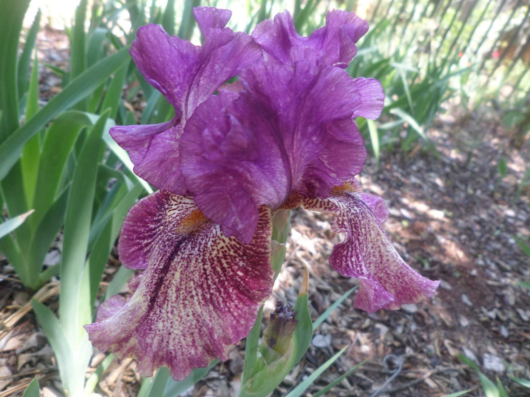 Power Surge Bearded Iris