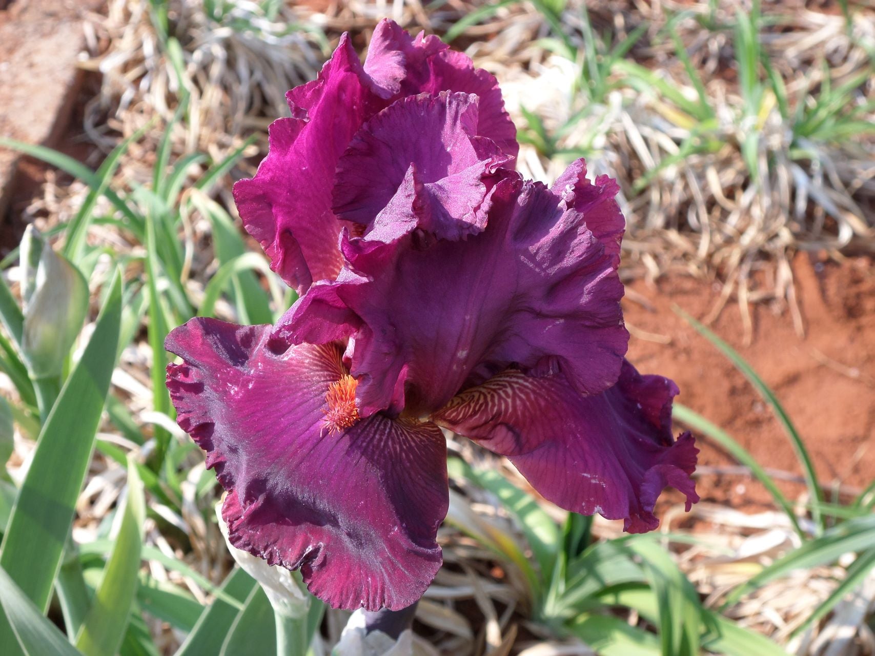 Purple Rain Bearded Iris