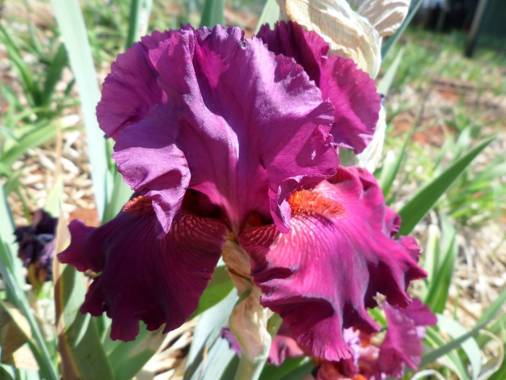 Purple Rain Bearded Iris