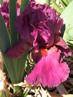 Purple Rain Bearded Iris