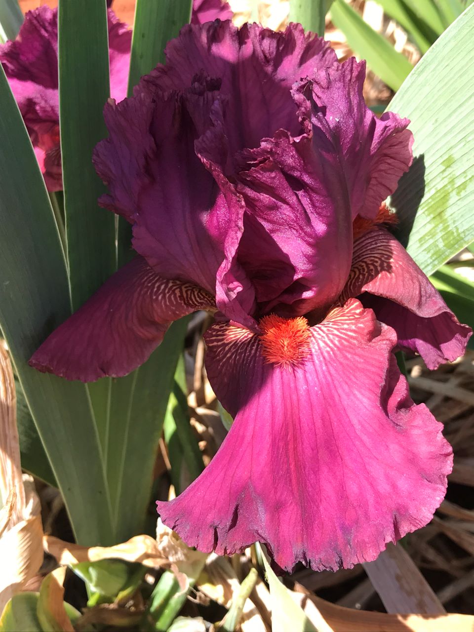 Purple Rain Bearded Iris