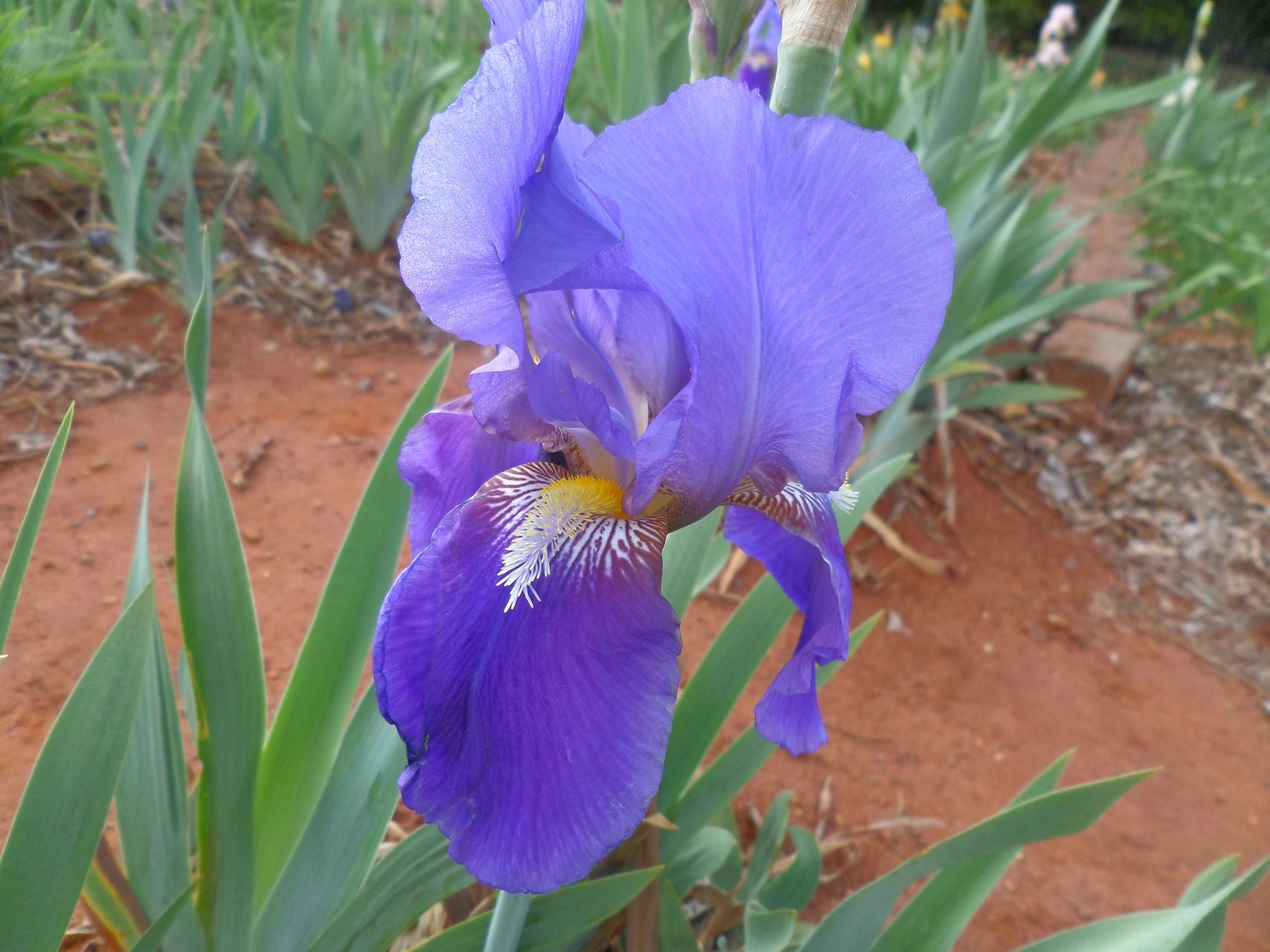 Purple Shores* Bearded Iris